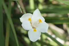 Dietes iridioides