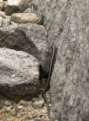 Thamnophis elegans elegans