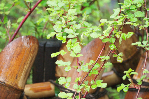 Rubus × hiraseanus iNat (1)
