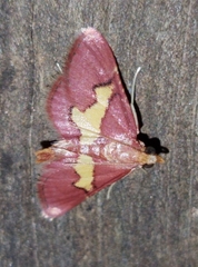 Bostra xanthorhodalis