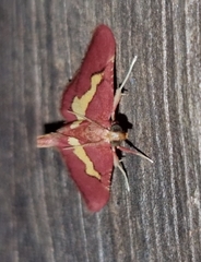 Bostra xanthorhodalis