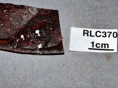 Resinomycena
