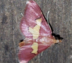 Bostra xanthorhodalis