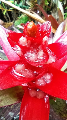 Guzmania mosquerae