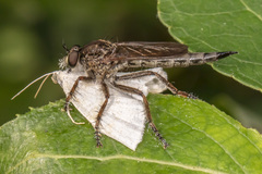 Machimus snowii