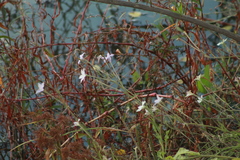 Nicotiana repanda