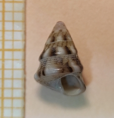 Jujubinus exasperatus