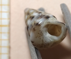 Jujubinus exasperatus