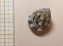 Jujubinus exasperatus