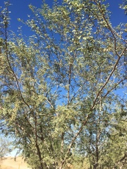 Prosopis pubescens