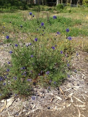 Gilia capitata chamissonis