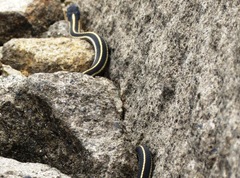 Thamnophis elegans elegans