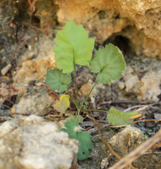 Eucnide bartonioides