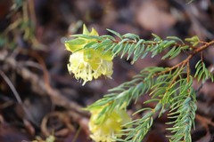 Pimelea suaveolens