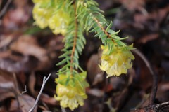 Pimelea suaveolens