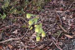Pimelea suaveolens