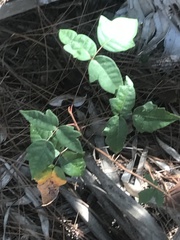 Toxicodendron radicans image