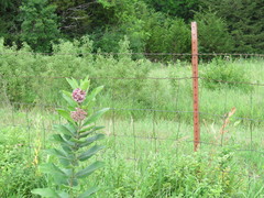 Asclepias syriaca