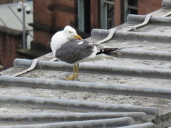 Larus fuscus