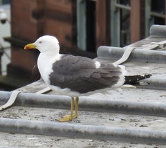 Larus fuscus
