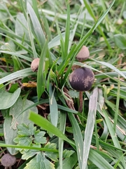 Panaeolus olivaceus