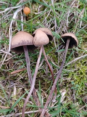 Panaeolus olivaceus