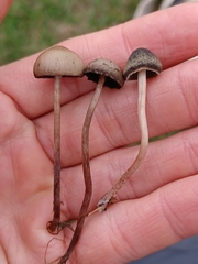 Panaeolus olivaceus