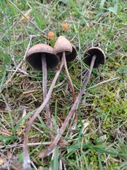 Panaeolus olivaceus