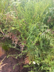 Indigofera filicaulis