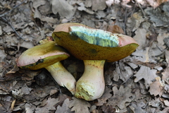 Butyriboletus pseudoregius