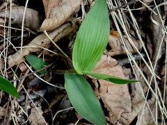 Dichanthelium latifolium