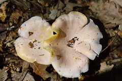 Cantharellus amethysteus