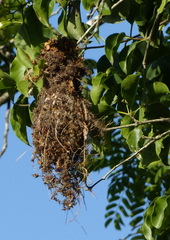 Todirostrum cinereum