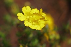 Hibbertia hypericoides hypericoides
