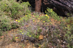Hibbertia hypericoides hypericoides