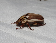 Anoplognathus abnormis