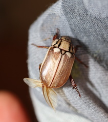 Anoplognathus abnormis