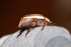 Anoplognathus abnormis