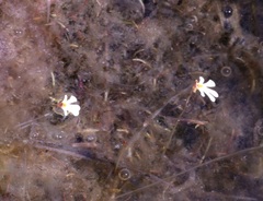 Utricularia holtzei