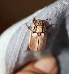 Anoplognathus abnormis