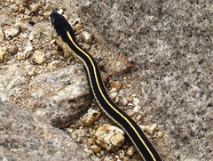 Thamnophis elegans elegans
