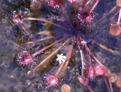 Utricularia holtzei