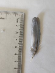 Aphelocoma ultramarina
