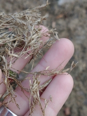 Eragrostis hypnoides