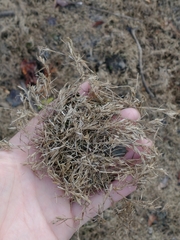 Eragrostis hypnoides