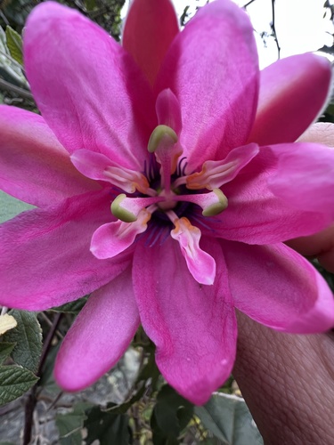 Passiflora rosea