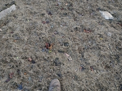 Eragrostis hypnoides