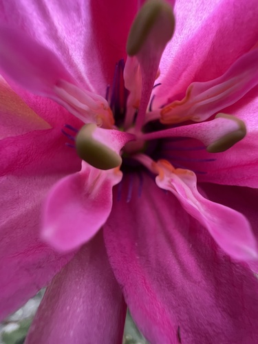 Passiflora × rosea, photograph 1