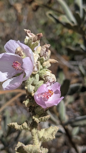 Image of Malacothamnus davidsonii by (c) velodrome, some rights reserved (CC BY)