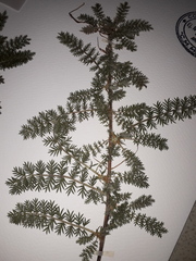 Acaena myriophylla